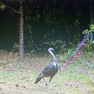 Meet your Posher, Curtis